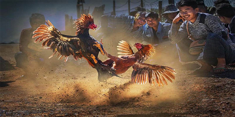 vtv1 chơi bắn cá đổi thưởng
