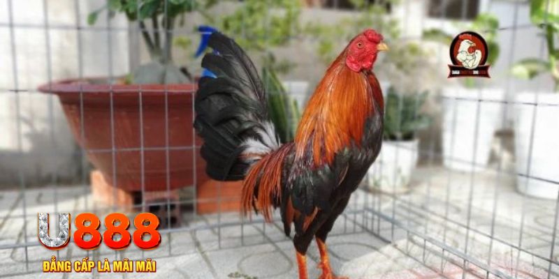 vtv1 casino máy tính